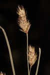 Canby's bulrush